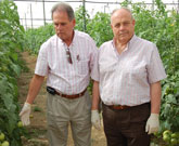 Agricultura muestra al Gobierno de Canarias los procedimientos utilizados en Murcia para el control de la polilla del tomate